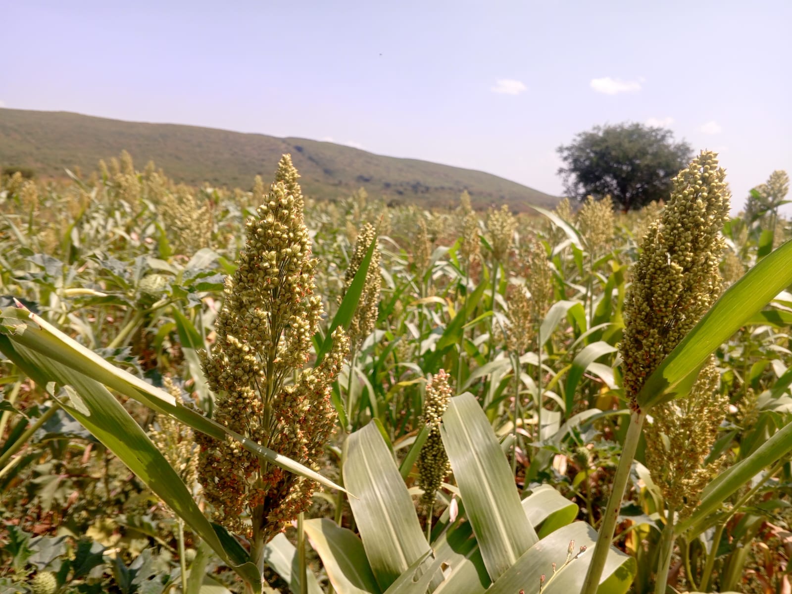 Sorghum production operations